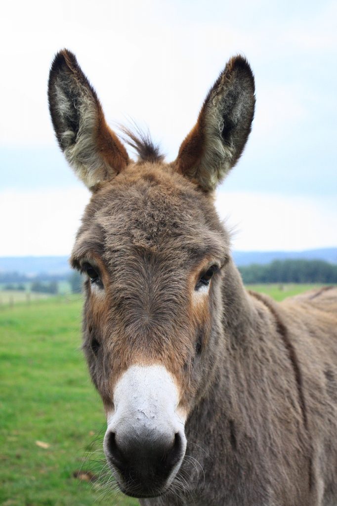 donkey, lelkendorf, gray donkey